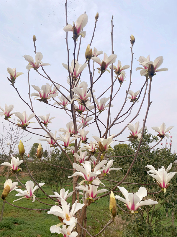 IMG_3826_副本_副本.jpg IMG_3826_副本_副本.jpg