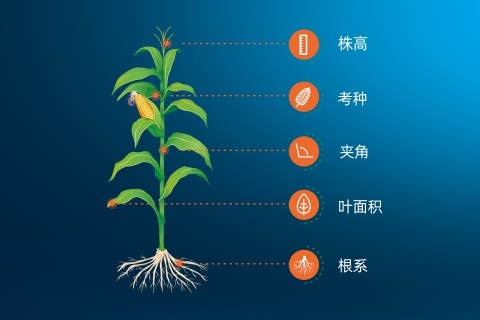 40fef810524363f16a8b693953139293.jpg 育種軟件